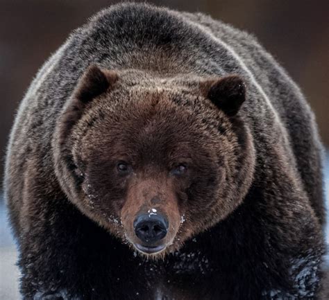 BEAR .